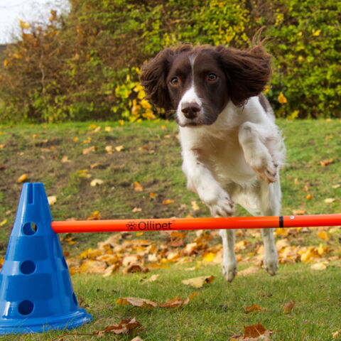 Ollipet DogFit Agility Serie Hurdle Cone set