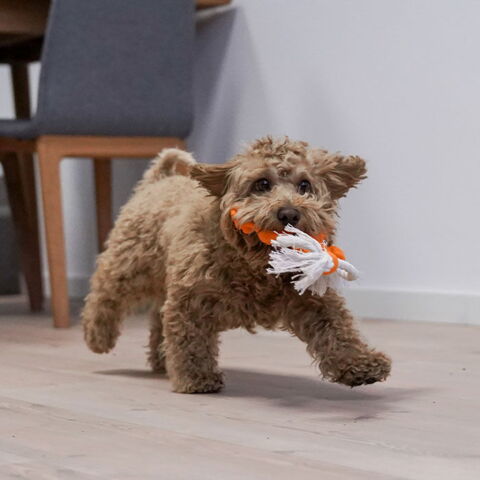 Ollipet Natur Latex Alex Abe & Kenzo