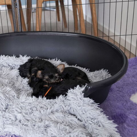 Plastik Hundekurv | Cosy-Air