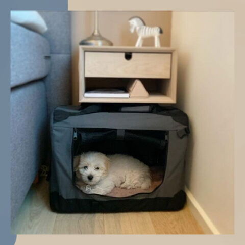 Soft Transportbur Foldbar | Til små hunde