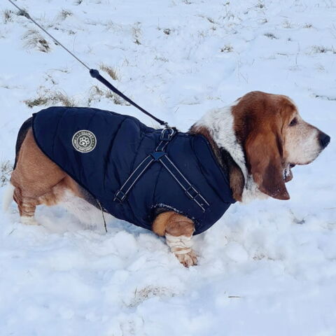 Ollipet Arctic Explorer | Vinterdækken m. fleecefór- Tøj til Basset hunde