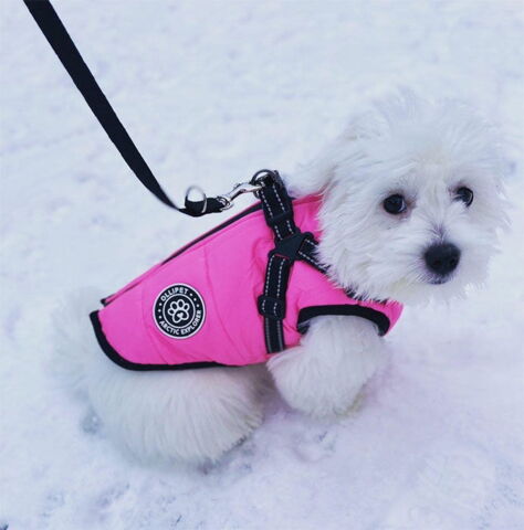 Ollipet Arctic Explorer | Cotonhvalp 4 måneder - str L