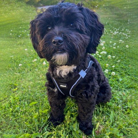 Ozami Air Mesh Step-In Sele