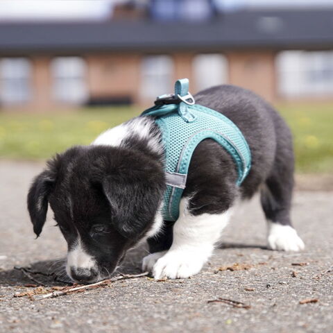 Ozami Air Mesh Step-In Sele