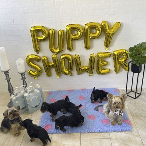 Puppy Shower Ballon