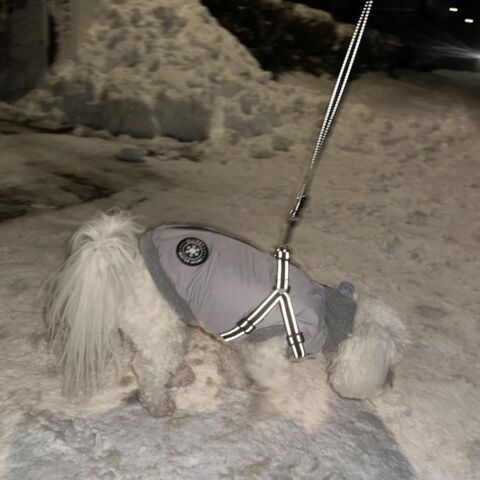 Ollipet Winter Sport Jakke med sele og lynlås | m. reflekssele