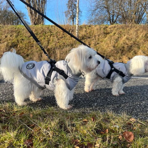 Ollipet Winter Sport Jakke med sele og lynlås | Coton de Tulear bruger str. M