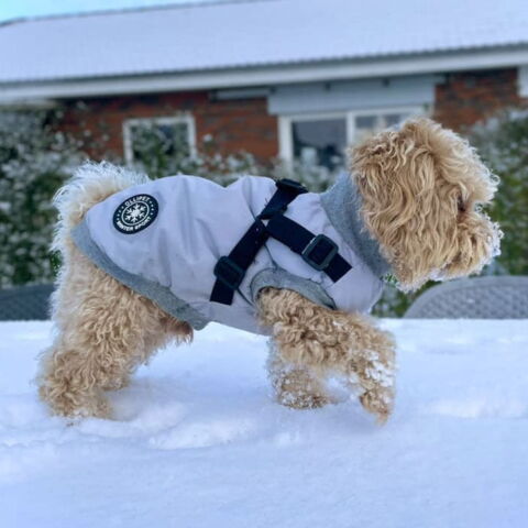 Ollipet Winter Sport Jakke med sele og lynlås | Kenzo bruger str. S - 35 cm