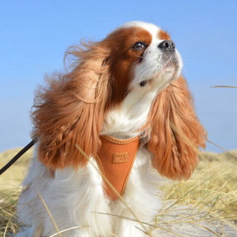 Curli Vegan Æblelæder Hundesele | Lulu bruger str. L