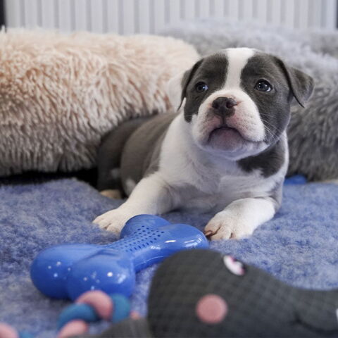 Floating Hydro Bone & American Bully hvalp på 7 uger