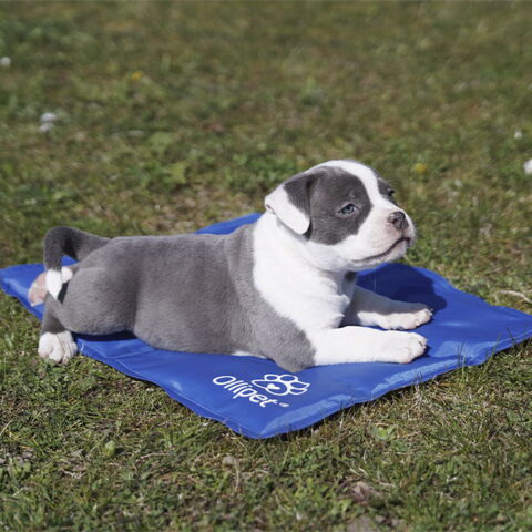 Ollipet Kølemåtte | Str. 50x40 cm med 7 uger American Bully hvalp