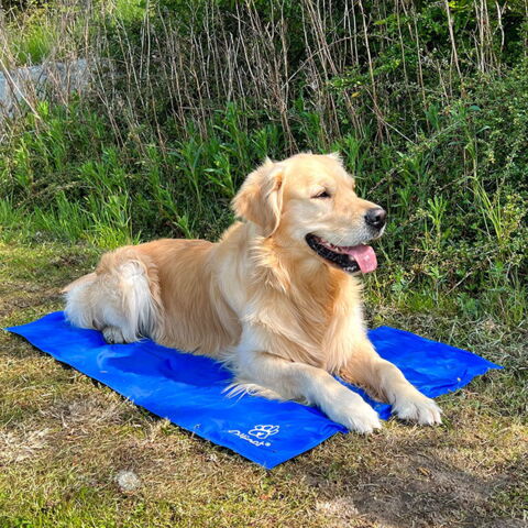 Ollipet Kølemåtte | Str. 110x70 cm