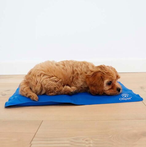 Ollipet Kølemåtte| str. S - 40x50 m. termogel