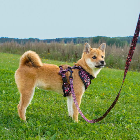 Ollipet City Lux Hundesele I Cute Hedgehog | Jenna bruger str. xs