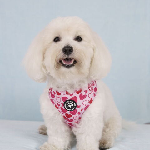 Ollipet City Lux Hundesele I Hearts of Love