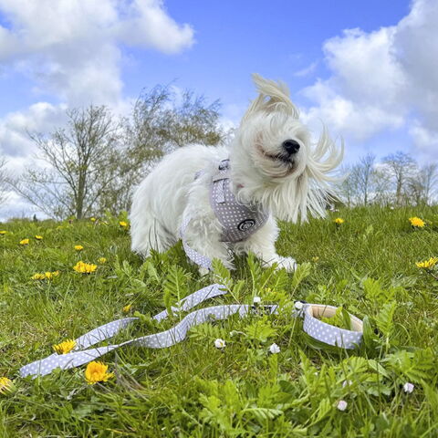 Ollipet City Lux Hundesele | Cute Little Dots