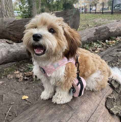 Ollipet City Lux Step-in sele | Lyserød m. Blomster