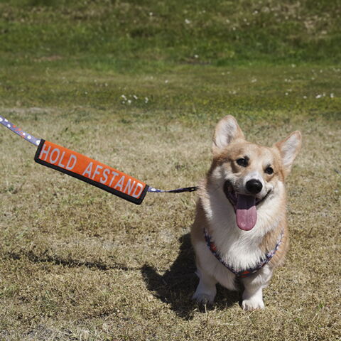 Ollipet Hold afstand | Sættes på hundesnoren