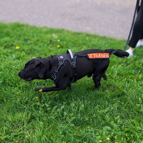 Ollipet Adventure Sele | Oswald bruger str. L