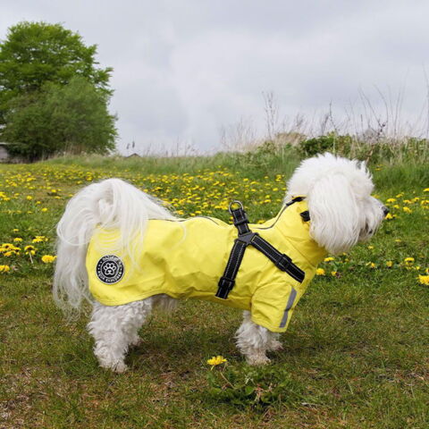 Ollipet Aqua Explorer Regnjakke med sele| Str. XL