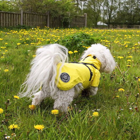 Ollipet Aqua Explorer Regnjakke med sele| Str. XL