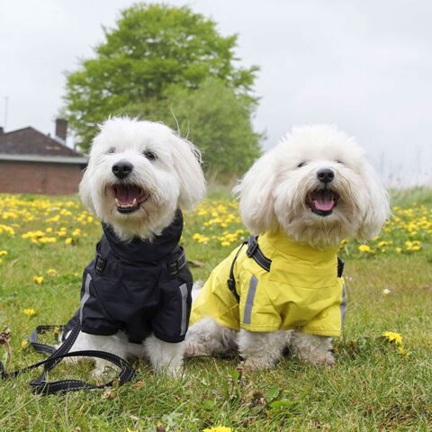 Ollipet Aqua Explorer Regnjakke med sele| Str. XL