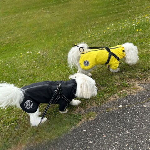 Ollipet Aqua Explorer Regndækken