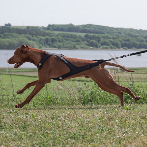 Ollipet Fast Runner Træksele