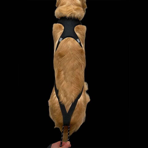 Ollipet Fast Runner Træksele - set oppefra