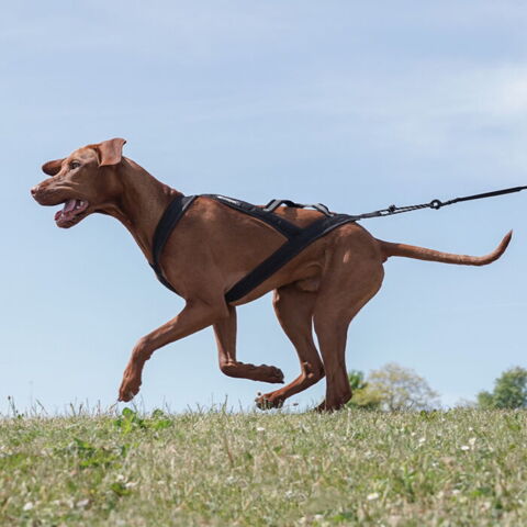 Ollipet X-Back Løbesele