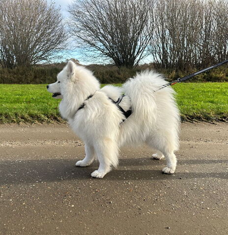 Ollipet X-Back Løbesele