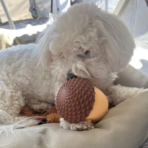 Dispenser hundelegetøj