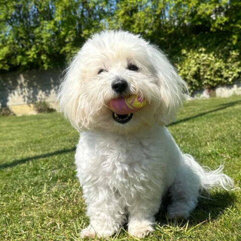 Ollipet Hopping Latex Egg