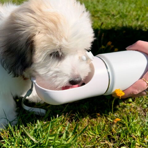 Ollipet Stainless Steel 3i1 TermoDrikkeflaske