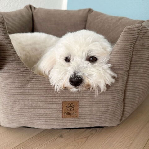 Ollipet Nordic Star Hundekurv | Khaki