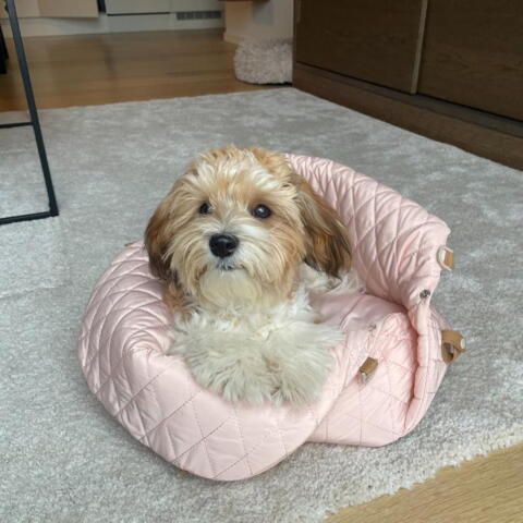 Ollipet Milano Bilsæde 3i1 | Rosa