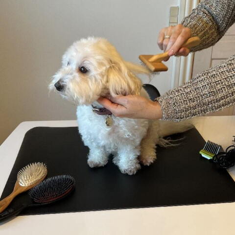 Ollipet Groomingmåtte Sally bruger en størrelse medium