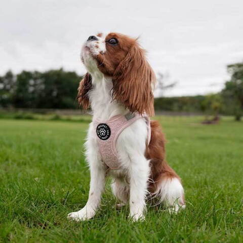 Ollipet Teddy Sæt | Lyserød