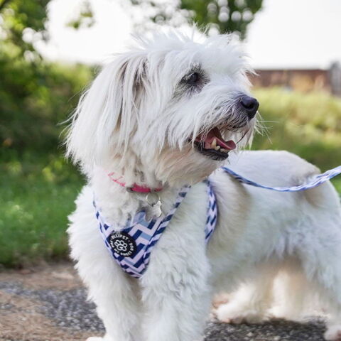 Ollipet City Lux sæt | Zig Zag Z1