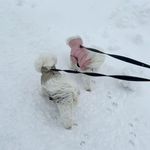 Ollipet Thunder Bay - Coton de Tulear i str: Small-35