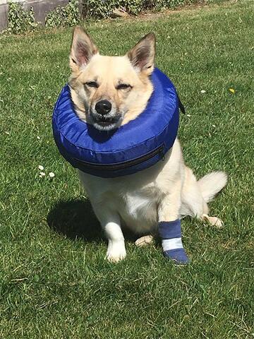 Buster oppustelig krave  | bruger str M