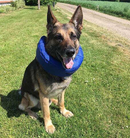 Buster oppustelig krave  | bruger str L