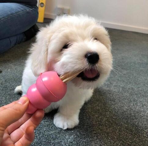 KONG Puppy | hvalpelegetøj