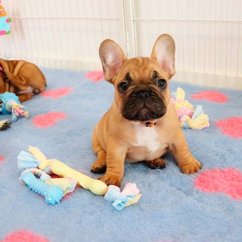 Vetbed tæppe til hunde