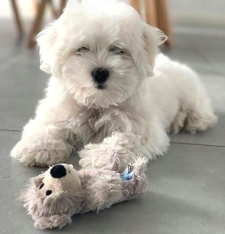 Wild knots Bears | Cotonhvalp