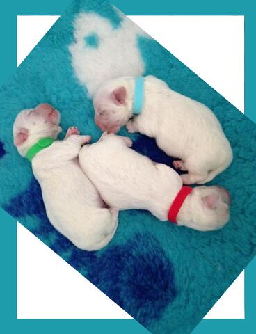 ID hvalpehalsbånd til nyfødte hvalpe