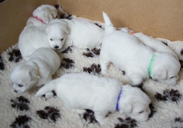 ID hvalpehalsbånd til nyfødte hvalpe