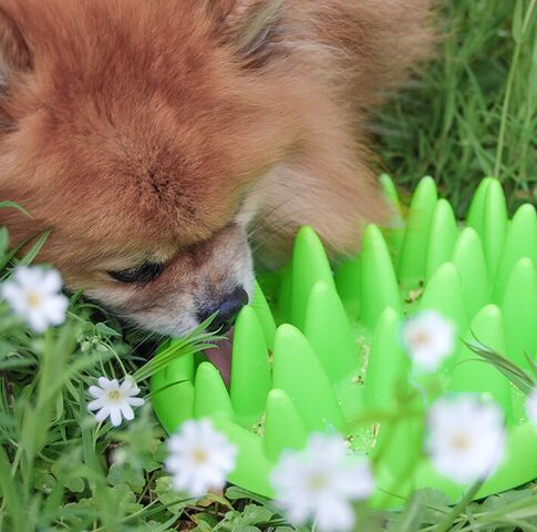 Ollipet Cactus Slow Feeder