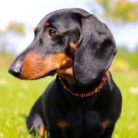 Ravhalskæde mod utøj på flotte Odji