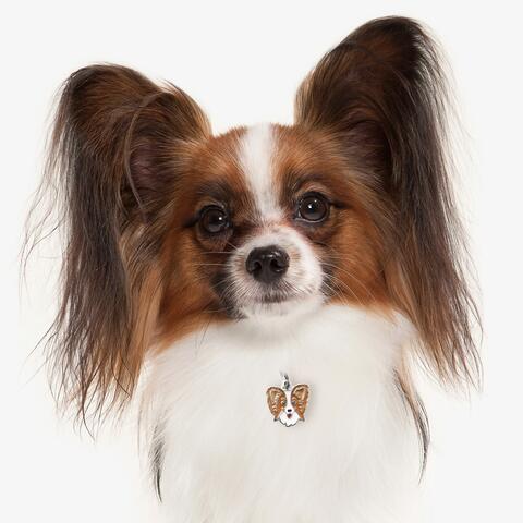 My Family | Hundetegn Papillon